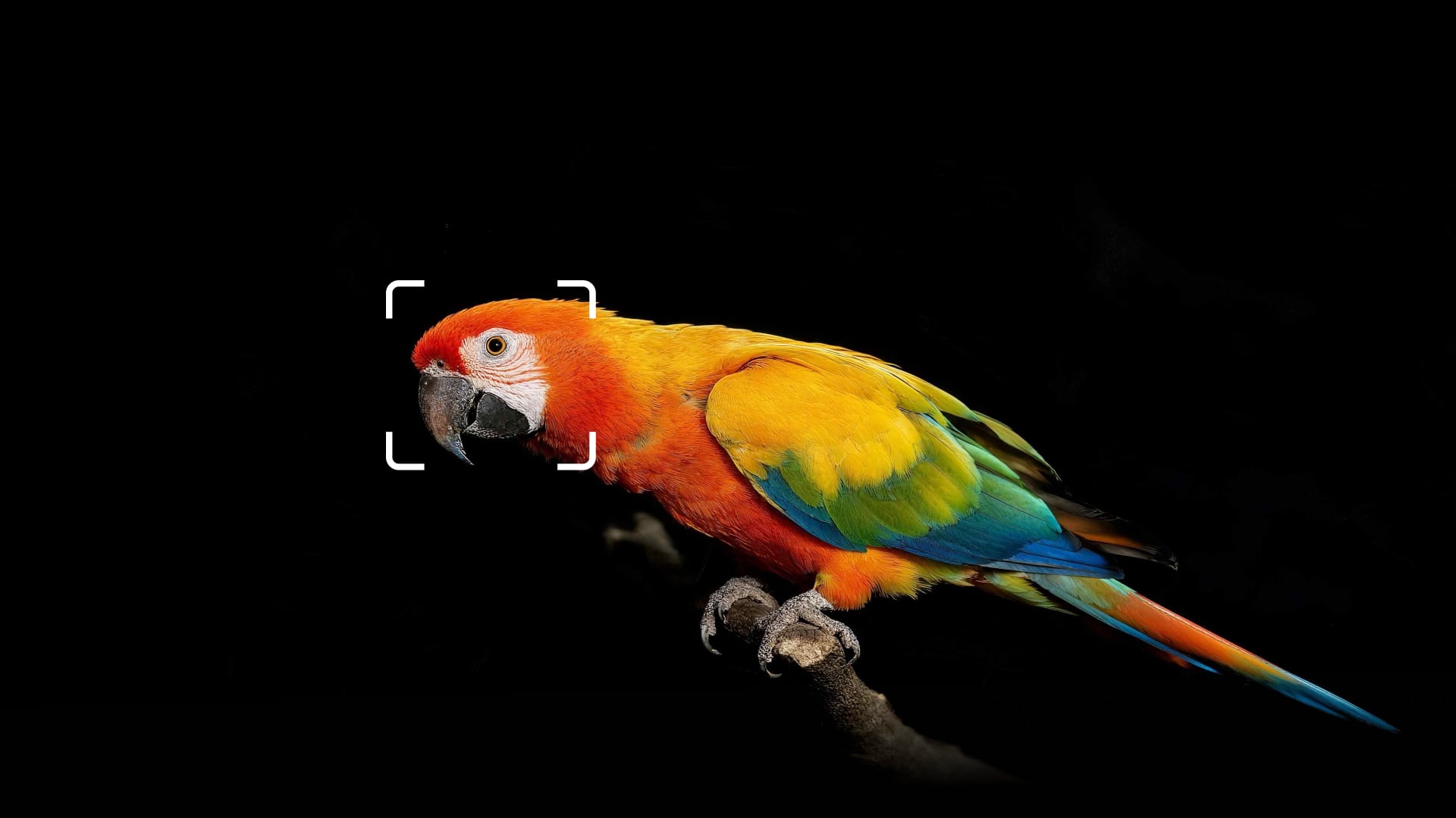 High Quality ImagingSystem by Sony